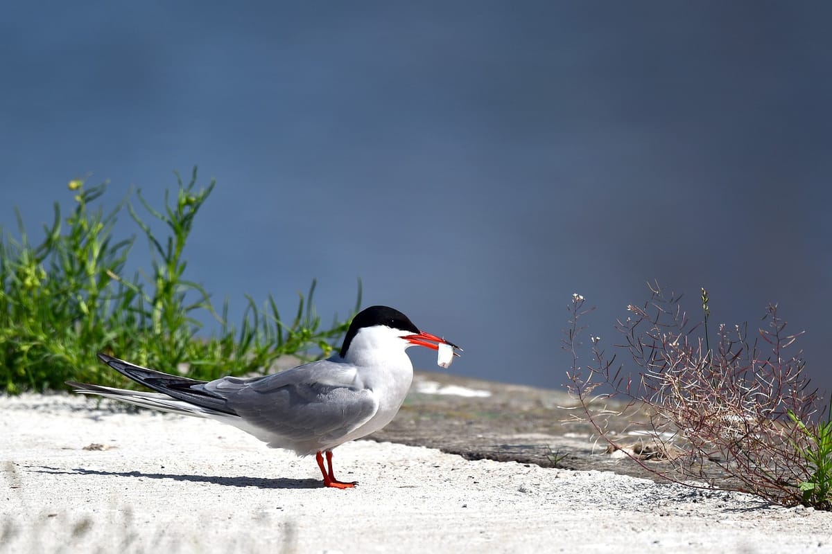 The Arctic Tern: The World’s Most Daring Migrator