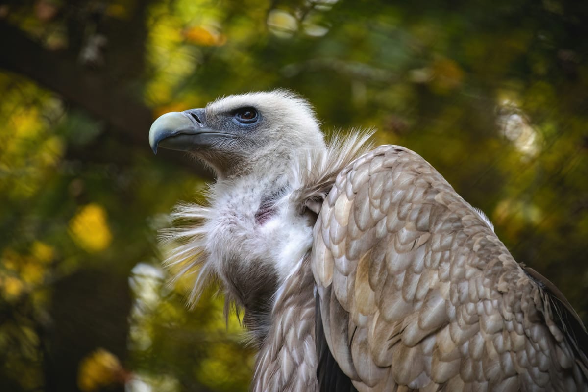 Vultures: The Unseen Hero