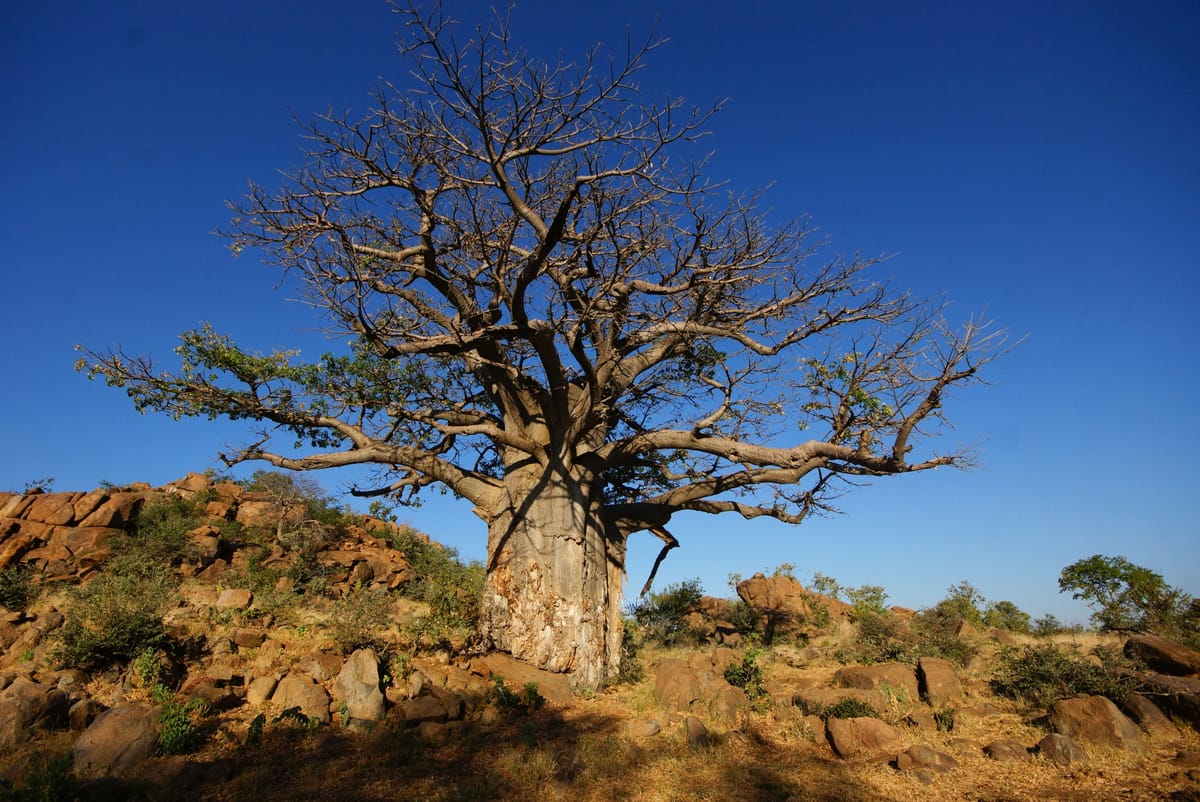 Nature's Bottle - The Baobab