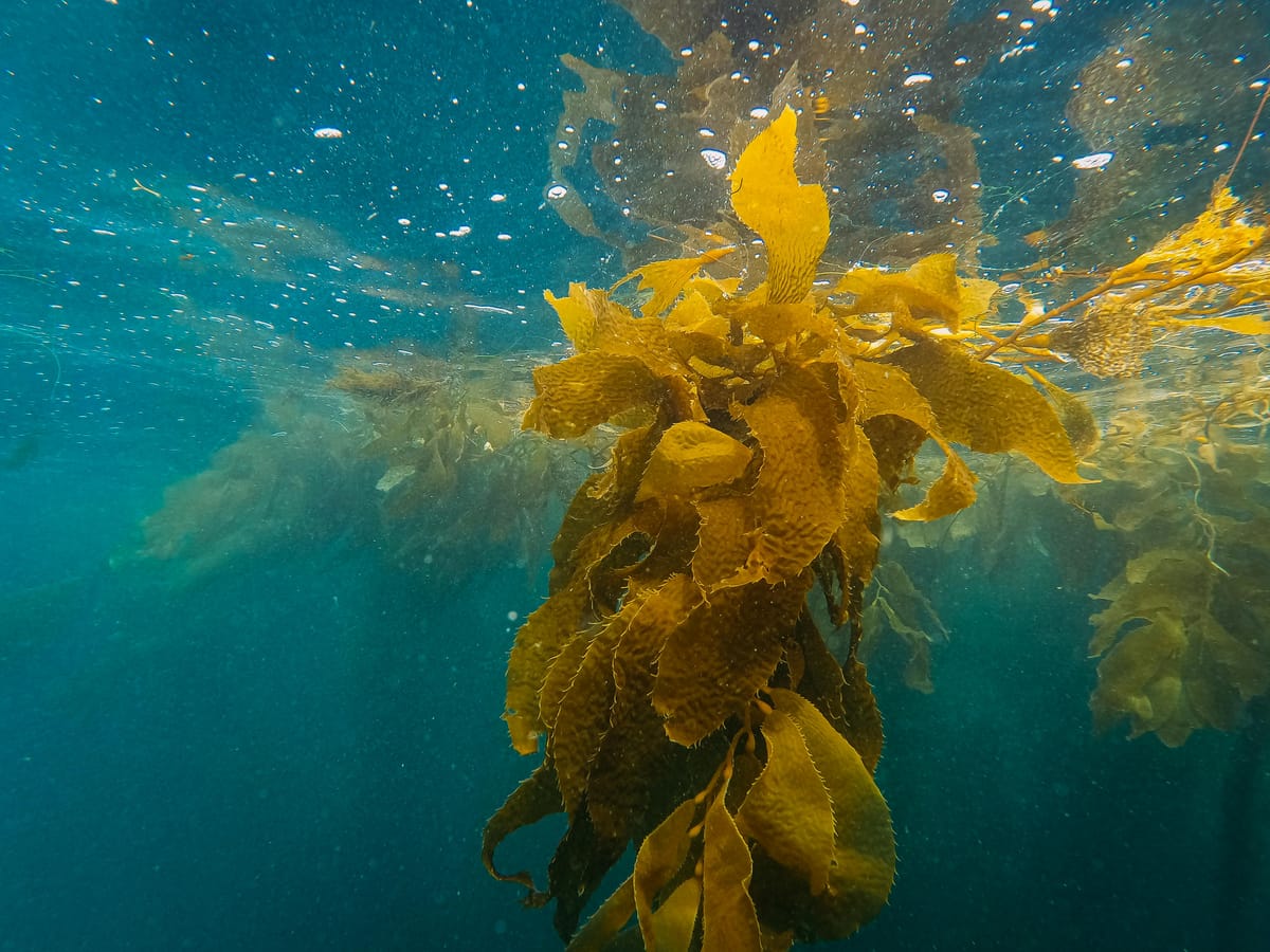 Why Kelp Forests Deserve a Spot in the Climate Hero Hall of Fame