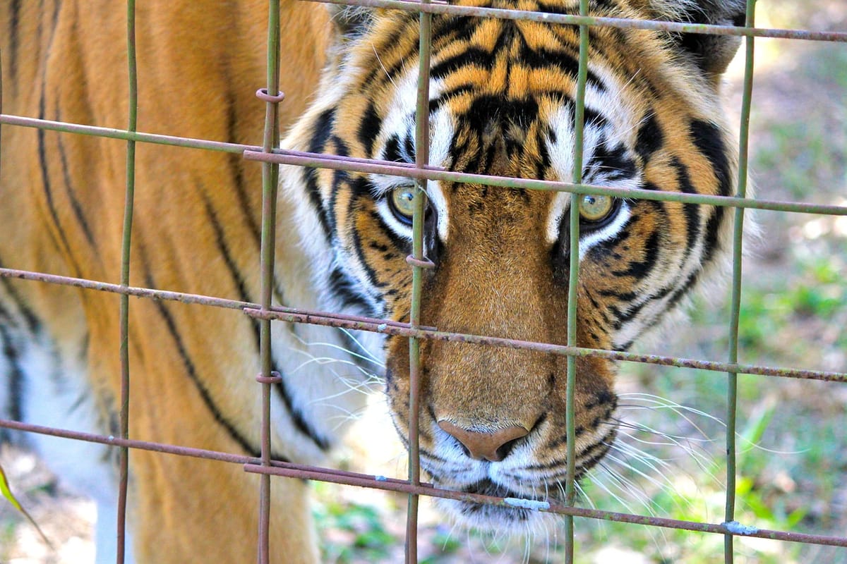 Are Zoos Worth the Cost to Animals? Let’s Talk About It