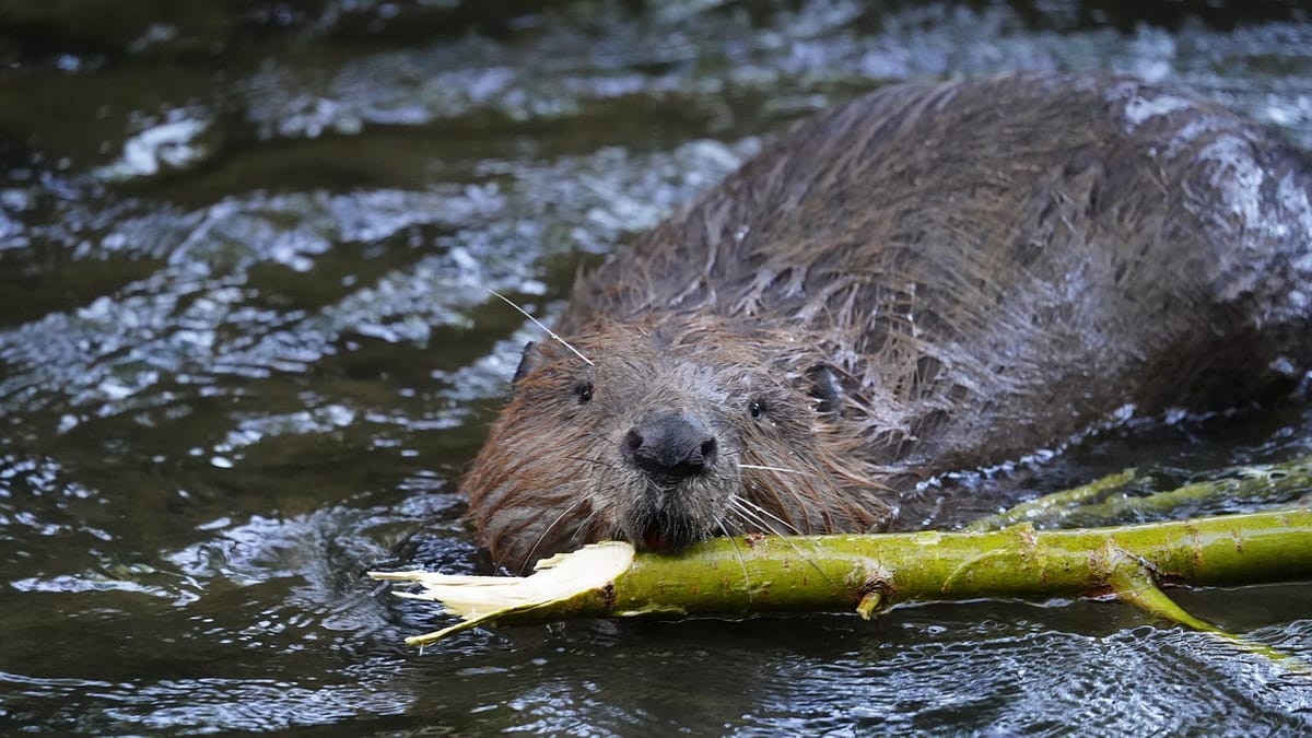 Why Ecosystems Depend on Keystone Species