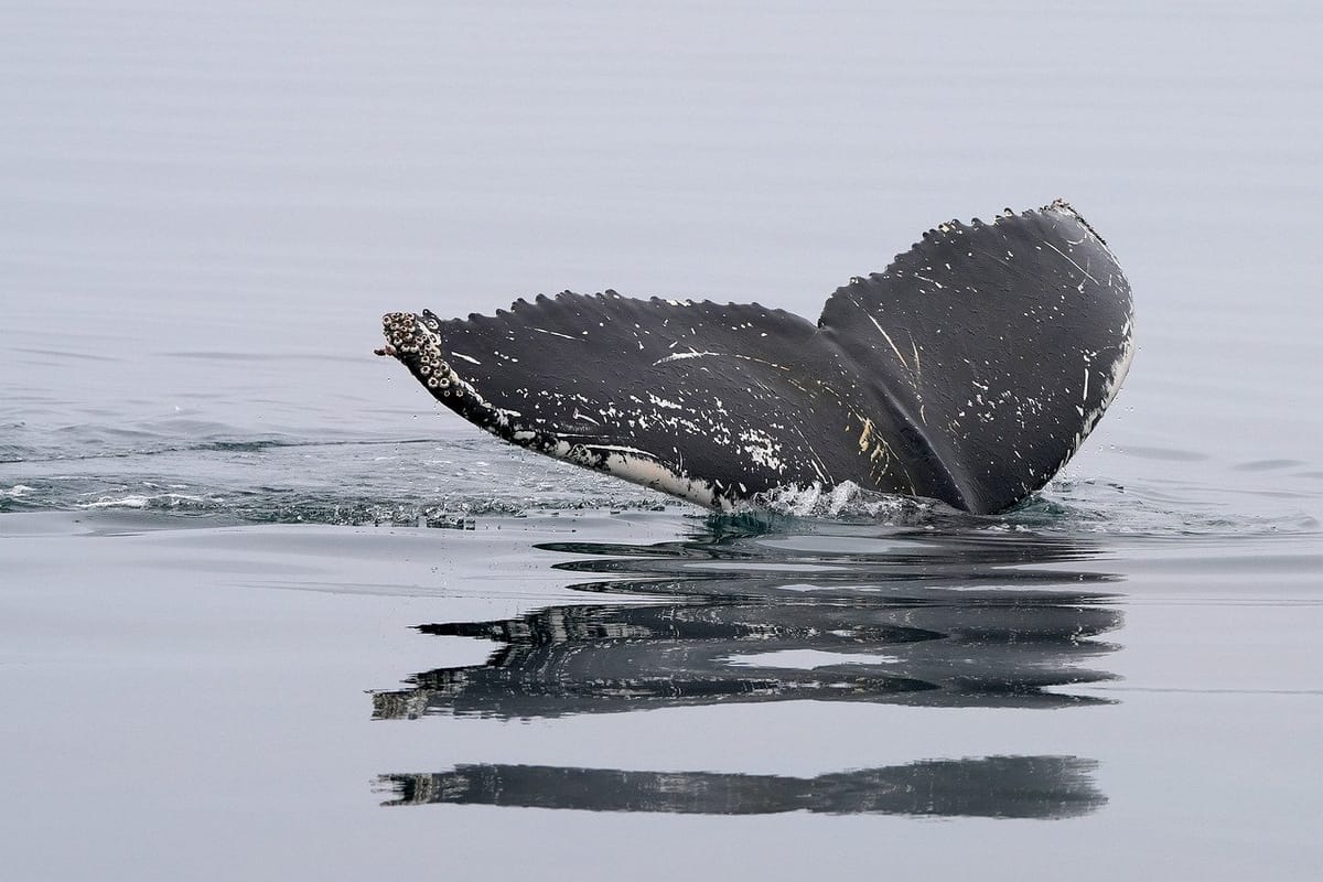 Whale Falls: Life After Death in the Deep Sea