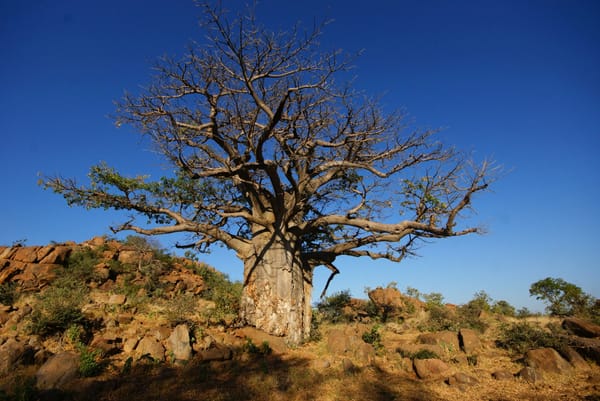 Nature's Bottle - The Baobab