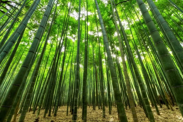 Why Bamboo Is the Grass We All Need to Know About