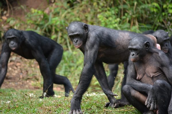 Meet the Bonobo: Our Peaceful Primate Cousin