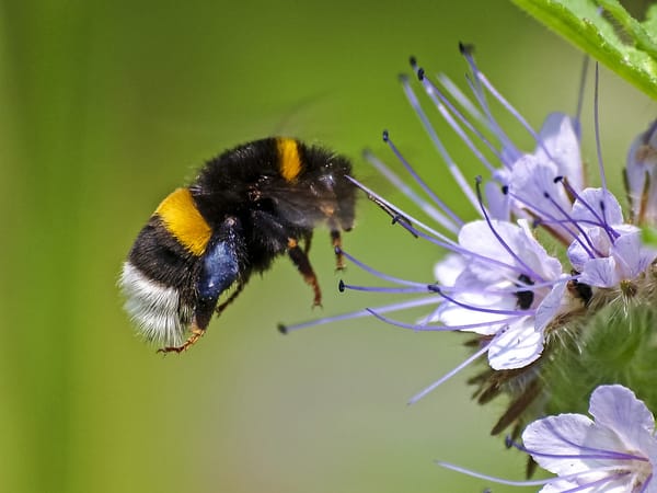 Bumblebees: Tiny, Fuzzy, and Saving the World 🌍