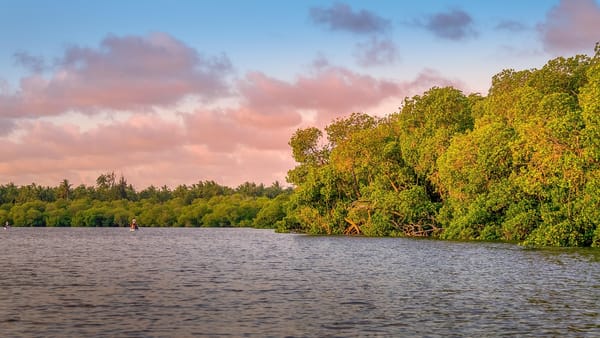 Mangrove Forests: Nature’s Saltwater Superheroes