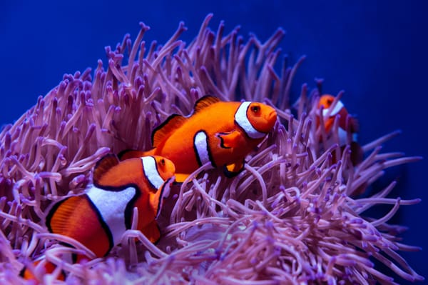 Coral Reefs: The Living Cities Beneath the Sea